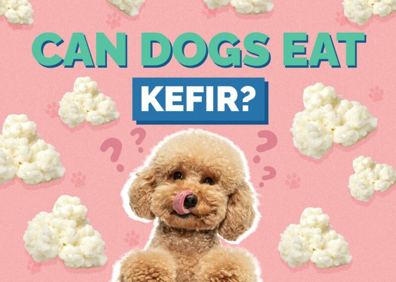 Hepper_Can Dogs Eat_Kefir