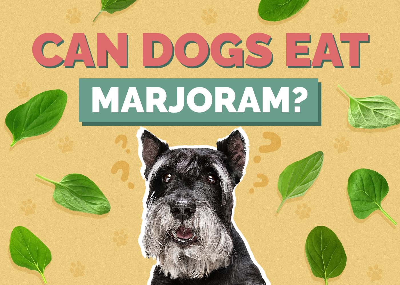 Hepper_Can Dogs Eat_Marjoram