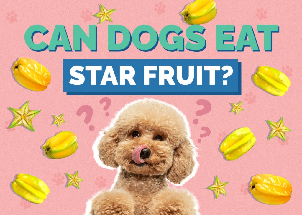 Can Dogs Eat Star Fruit