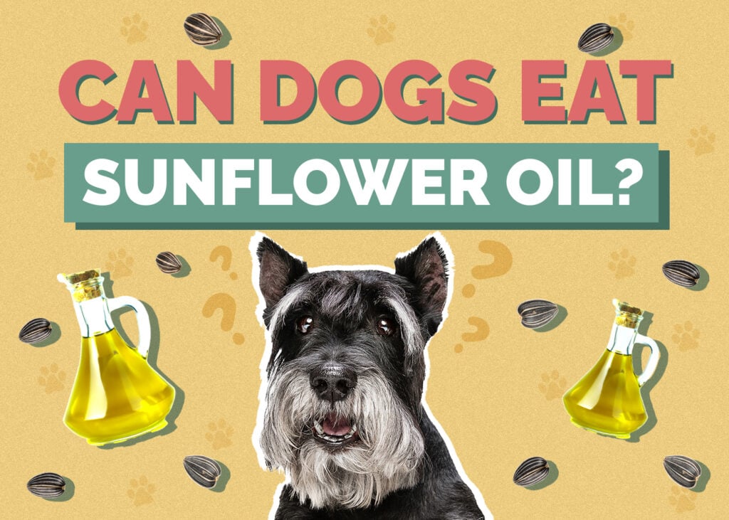 Can Dogs Eat Sunflower Oil