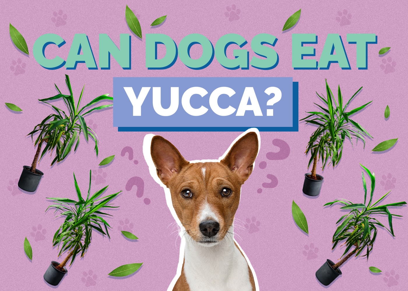 Can Dogs Eat Yucca