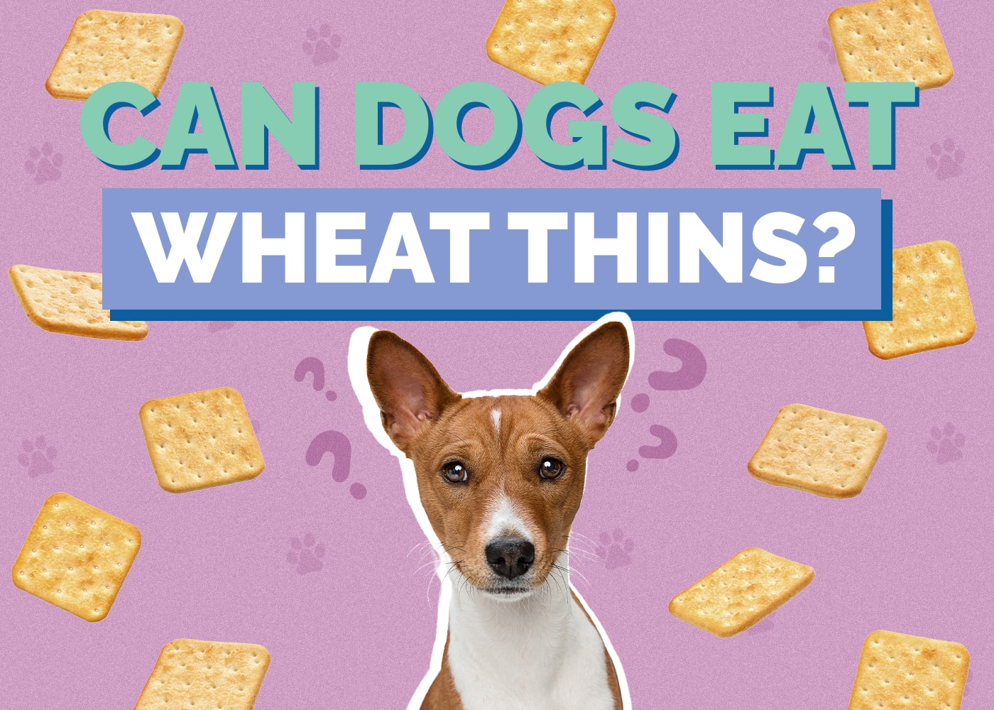 Can Dogs Eat Wheat Thins