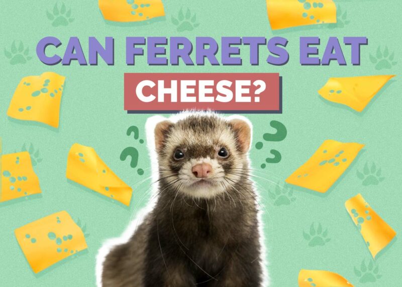 Hepper_Can Ferrets Eat_Cheese