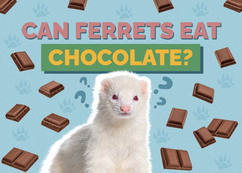 Hepper_Can Ferrets Eat_Chocolate
