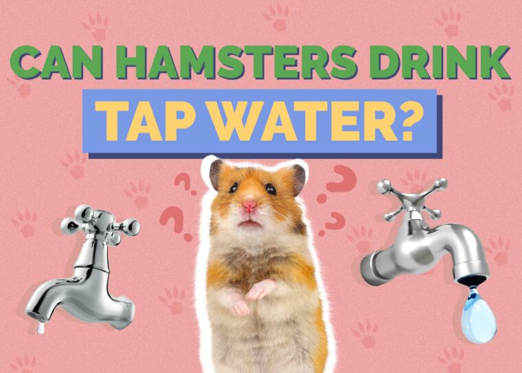 Can Hamsters Drink Tap Water? Vet Approved Facts & Safety Guide ... - Tap Water Safe For Hamsters Factor