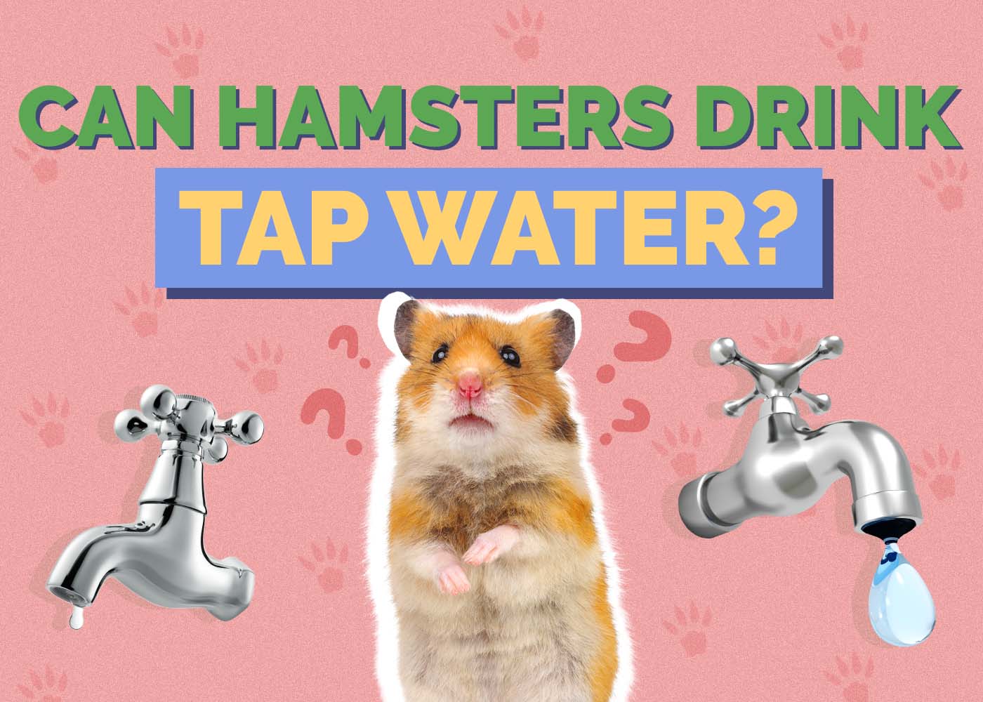 Hepper_Can Hamster Drink_Tap Water