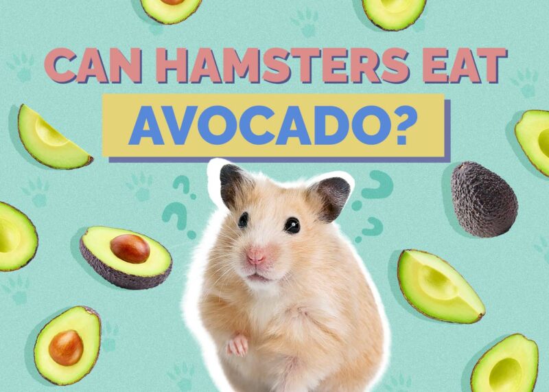Hepper_Can Hamster Eat_Avocado
