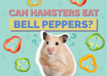 Can Cats Eat Bell Peppers? What You Need to Know! Hepper Pet Resources