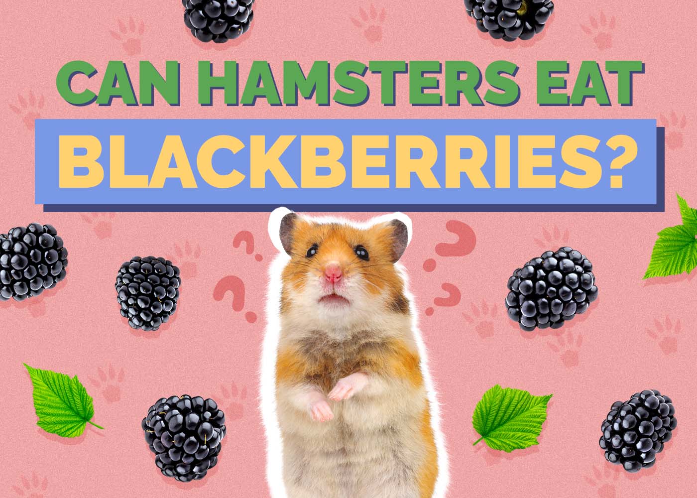 Hepper_Can Hamster Eat_Blackberries