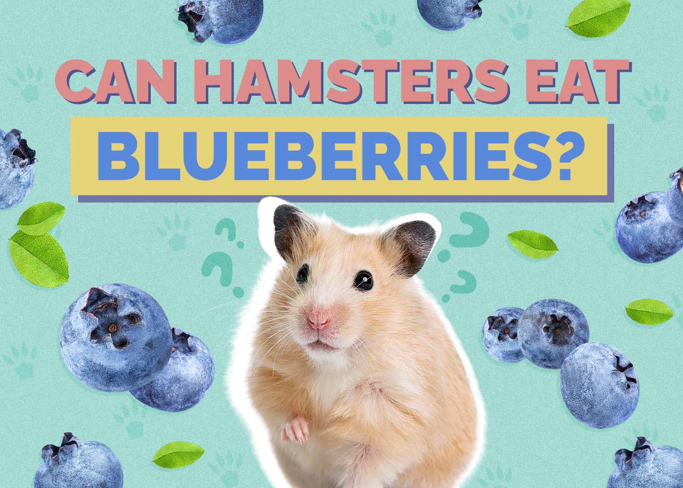 Hepper_Can Hamster Eat_Blueberries