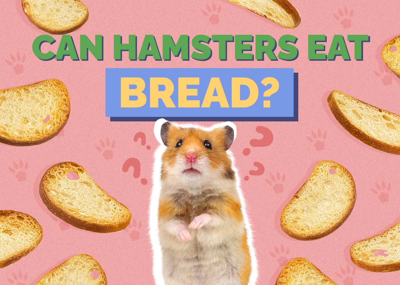 Hepper_Can Hamster Eat_Bread