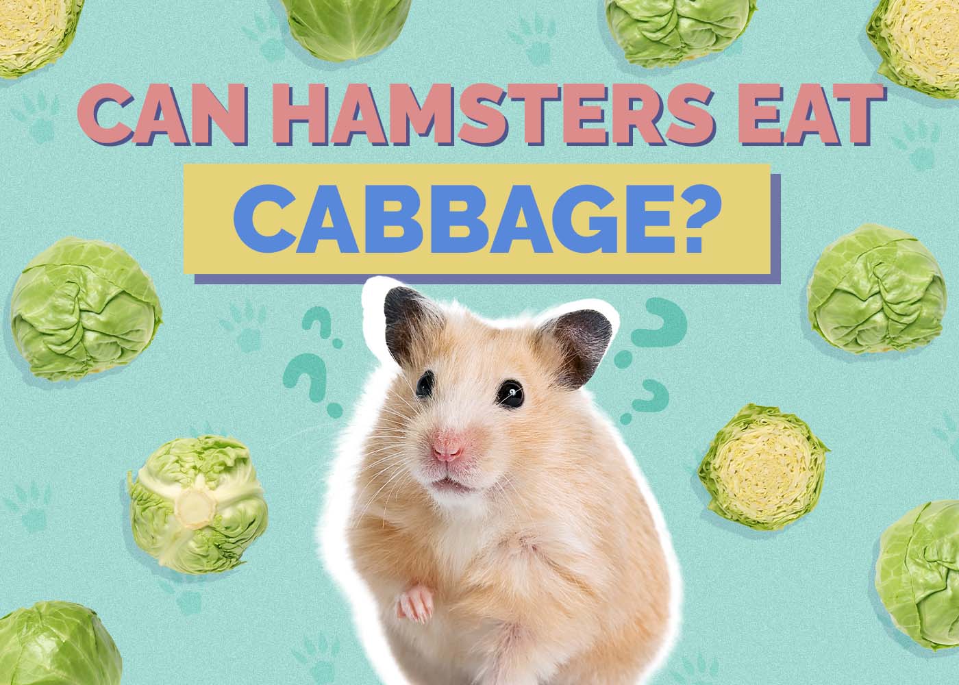 Hepper_Can Hamster Eat_Cabbages
