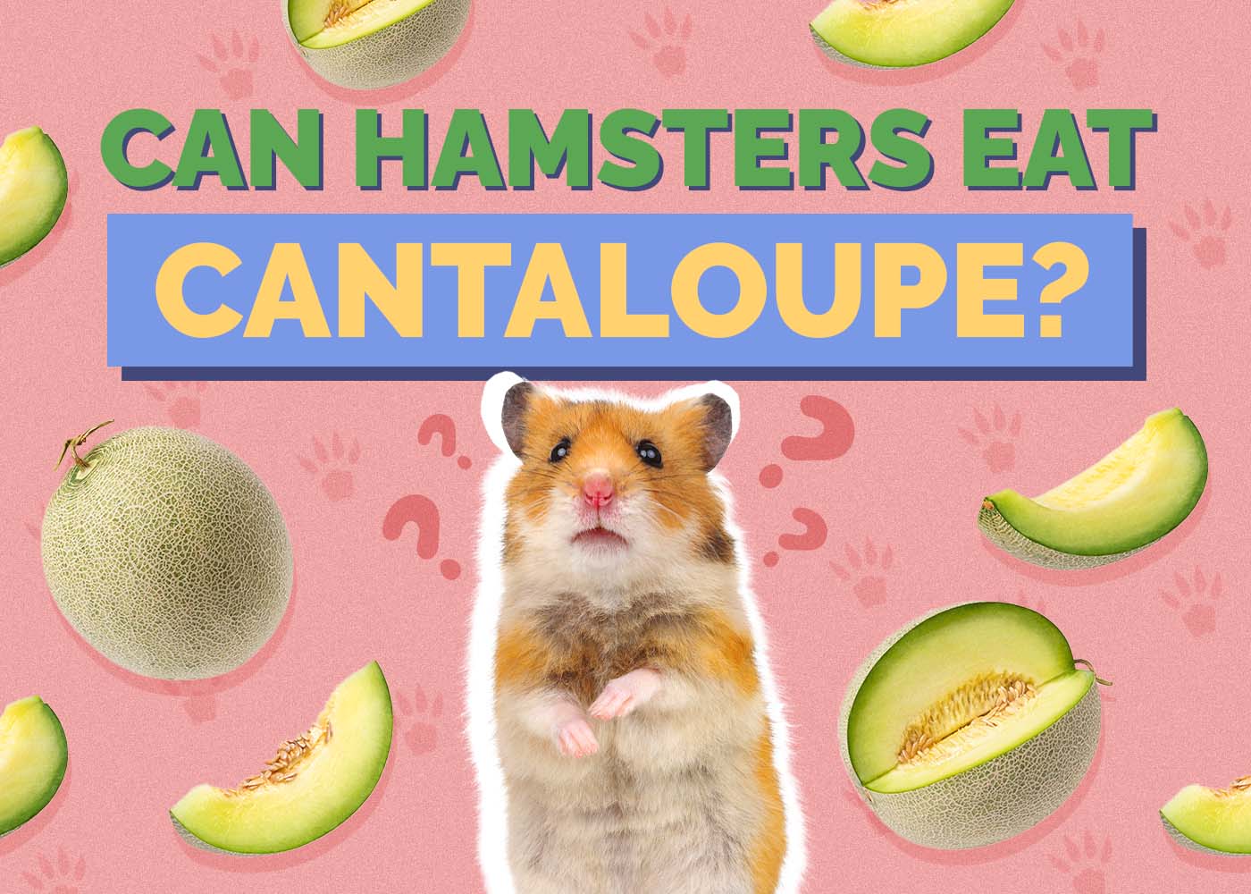 Hepper_Can Hamster Eat_Cantaloupe