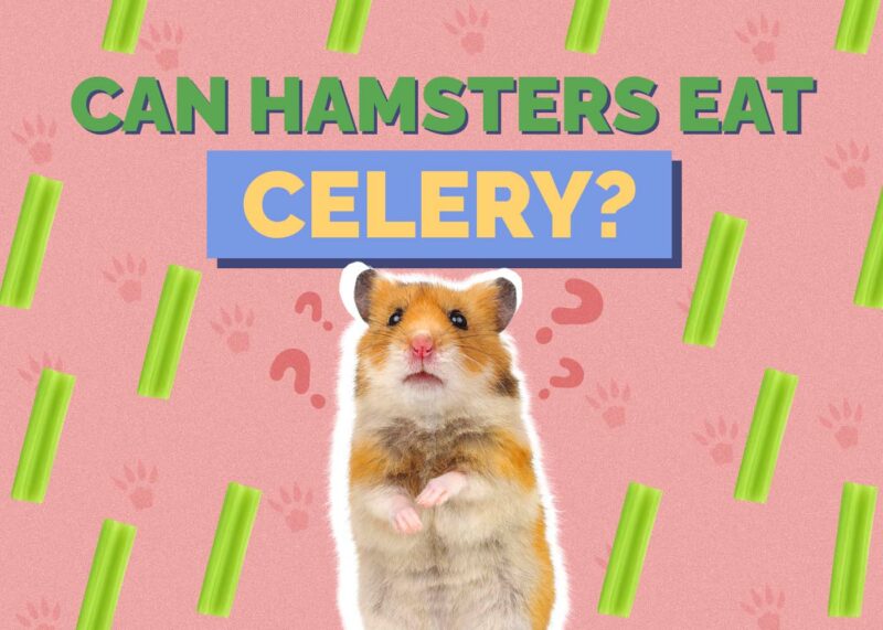Hepper_Can Hamster Eat_Celery