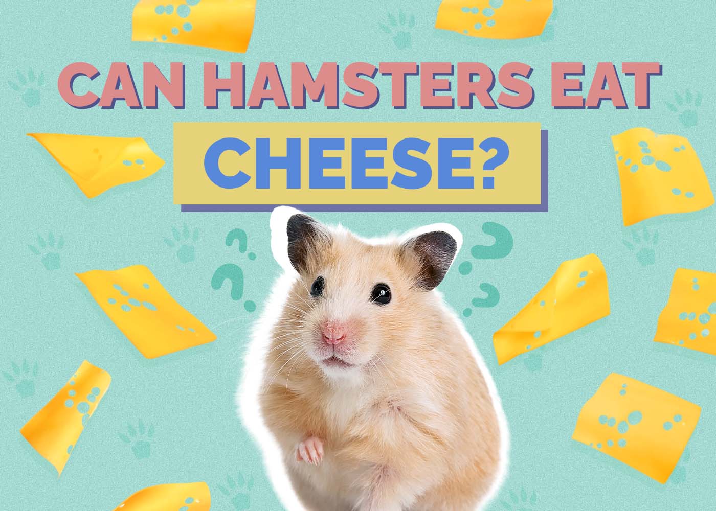 Hepper_Can Hamster Eat_Cheese