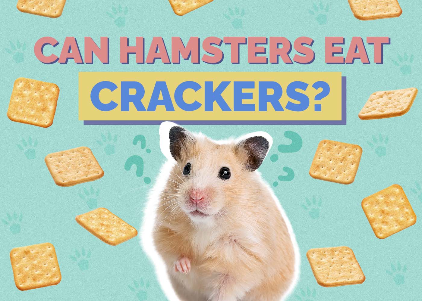 Hepper_Can Hamster Eat_Crackers