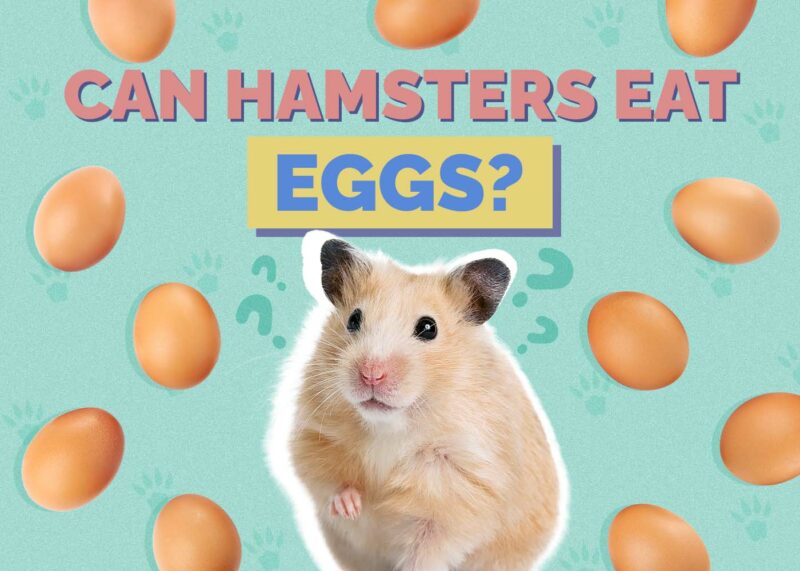 Hepper_Can Hamster Eat_Eggs