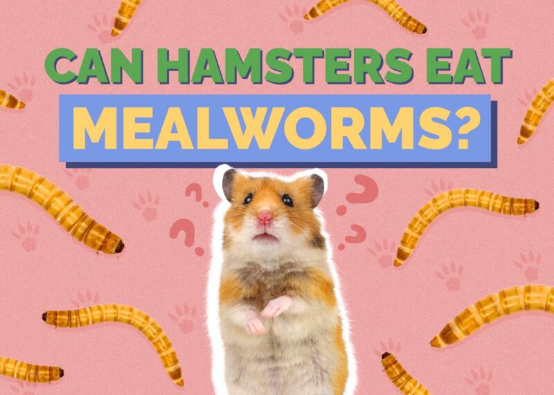 Hepper_Can Hamster Eat_Mealworms