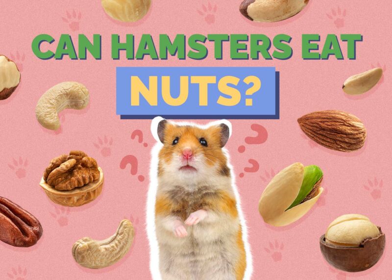 Hepper_Can Hamster Eat_Nuts