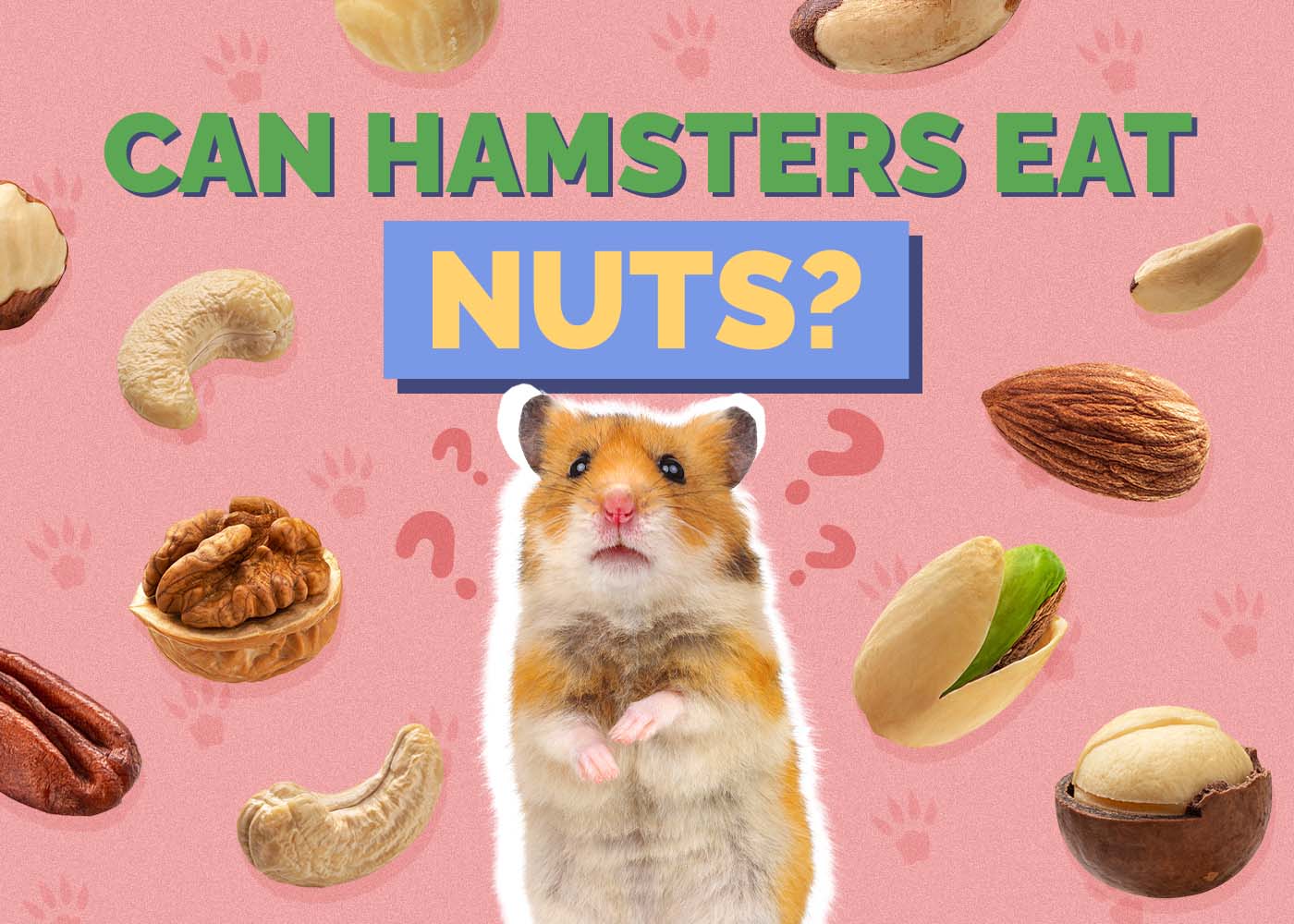 Hepper_Can Hamster Eat_Nuts