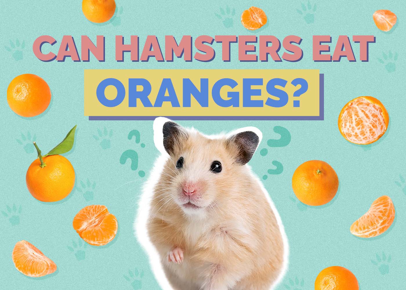 Hepper_Can Hamster Eat_Oranges