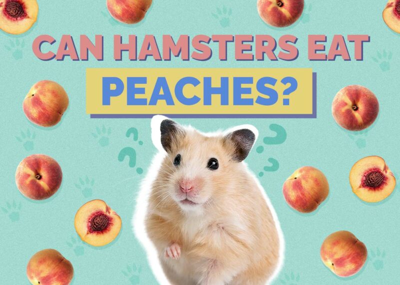 Hepper_Can Hamster Eat_Peaches