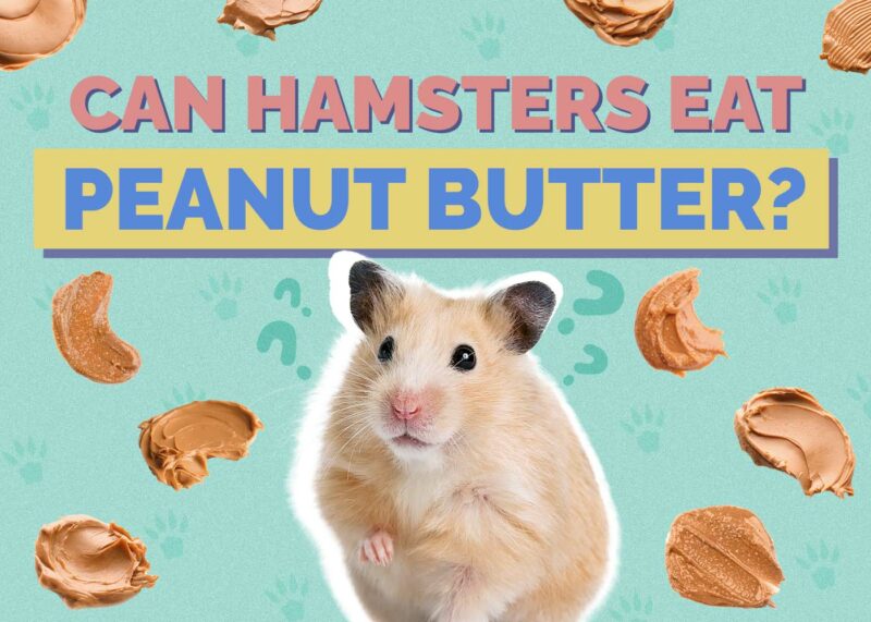 Hepper_Can Hamster Eat_Peanut Butter