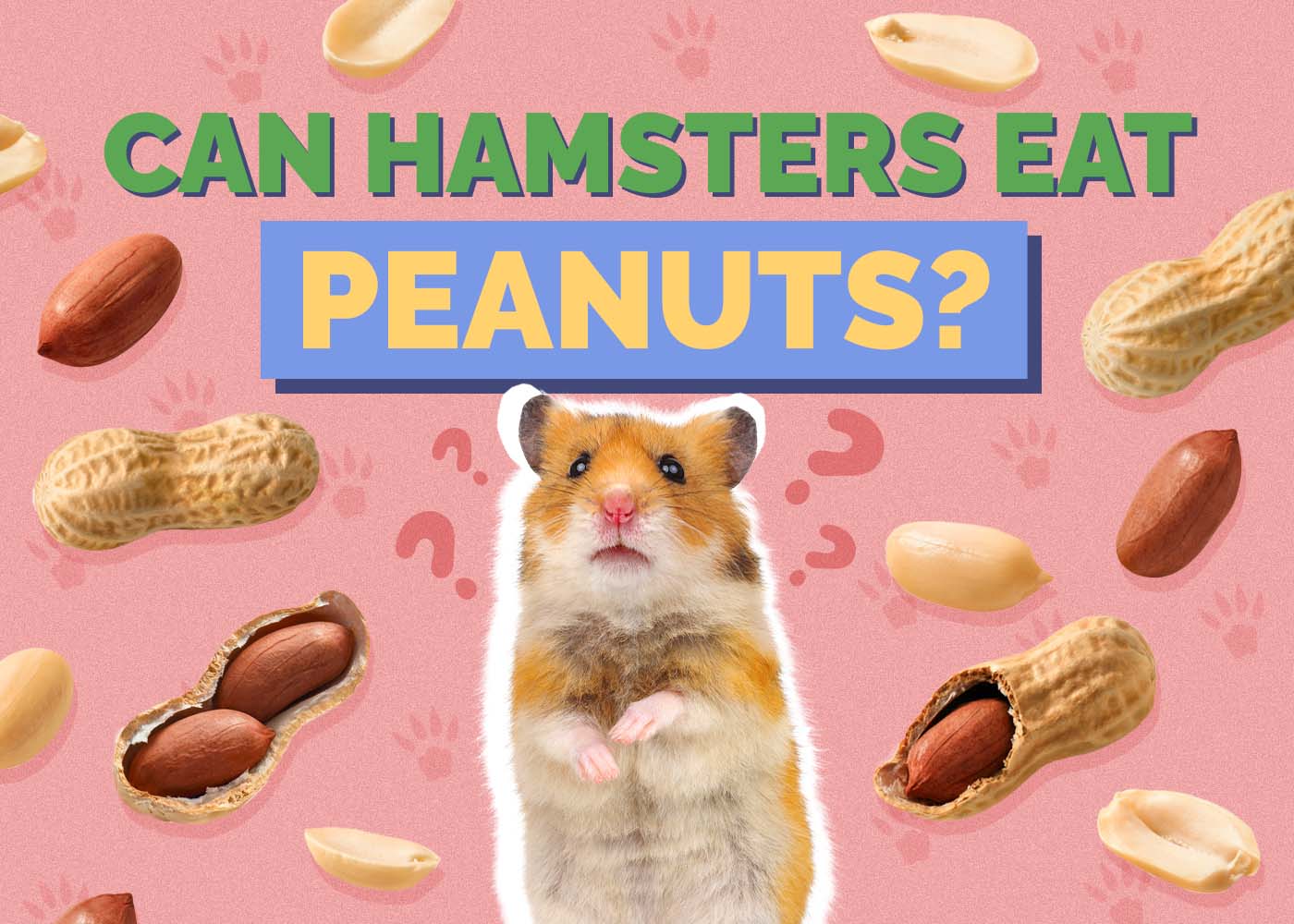 Hepper_Can Hamster Eat_Peanuts