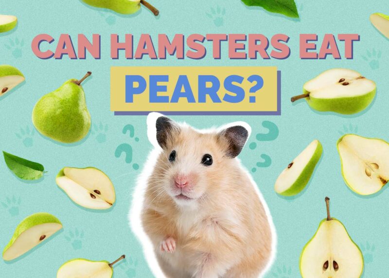 Hepper_Can Hamster Eat_Pears