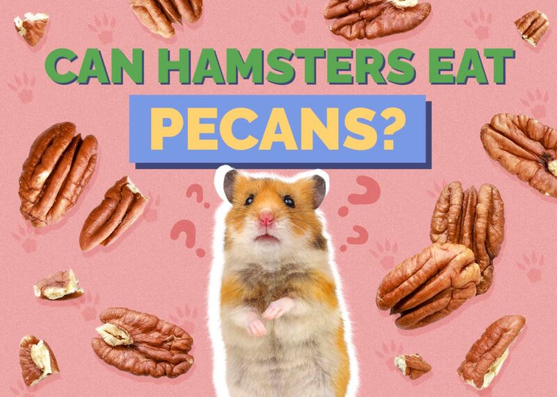 Hepper_Can Hamster Eat_Pecans