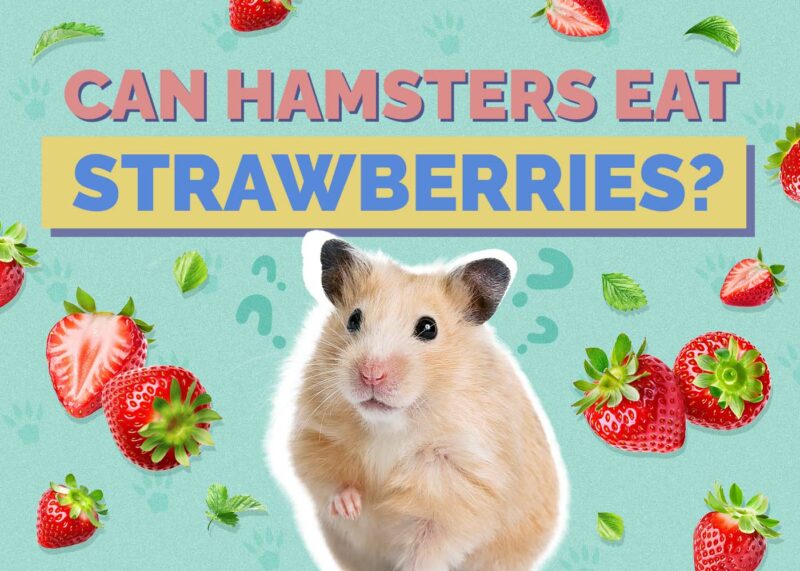 Hepper_Can Hamster Eat_Strawberries