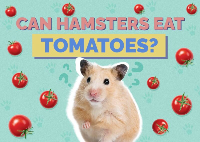 Hepper_Can Hamster Eat_Tomatoes