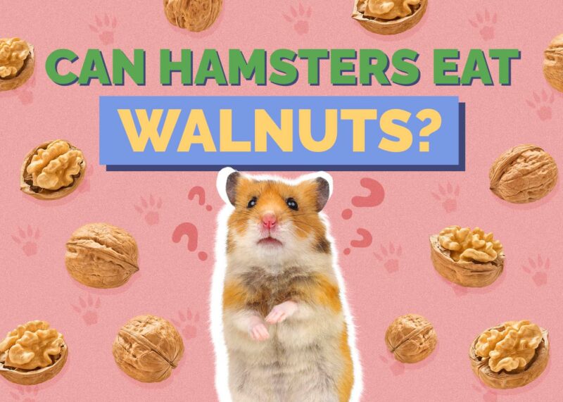 Hepper_Can Hamster Eat_Walnuts