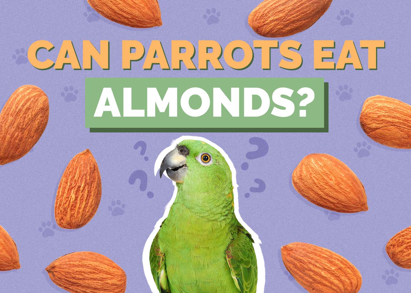 Hepper_Can Parrots Eat_Almonds