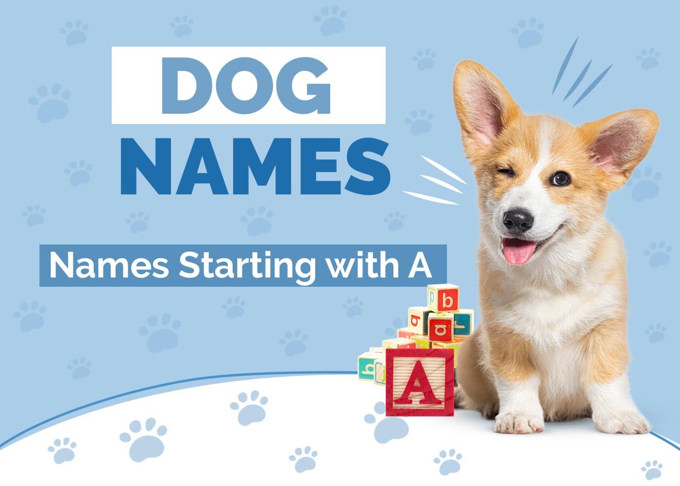 Dog Names Starting With A for Your Amazing Pup