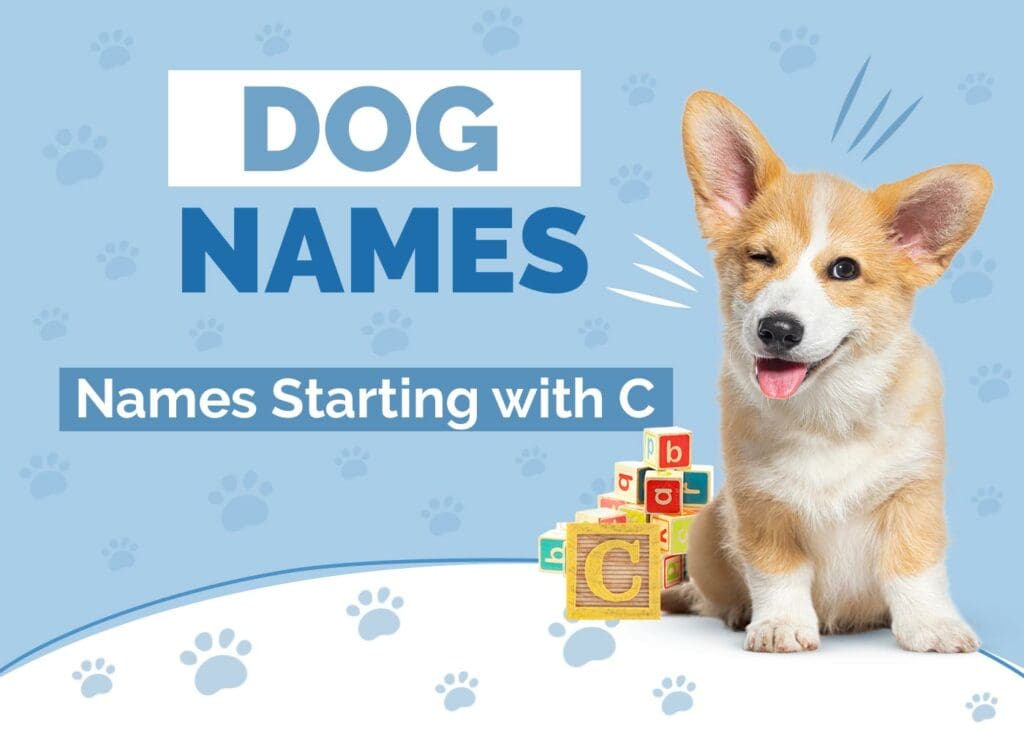 Dog Names Starting with C to Name Your Pup