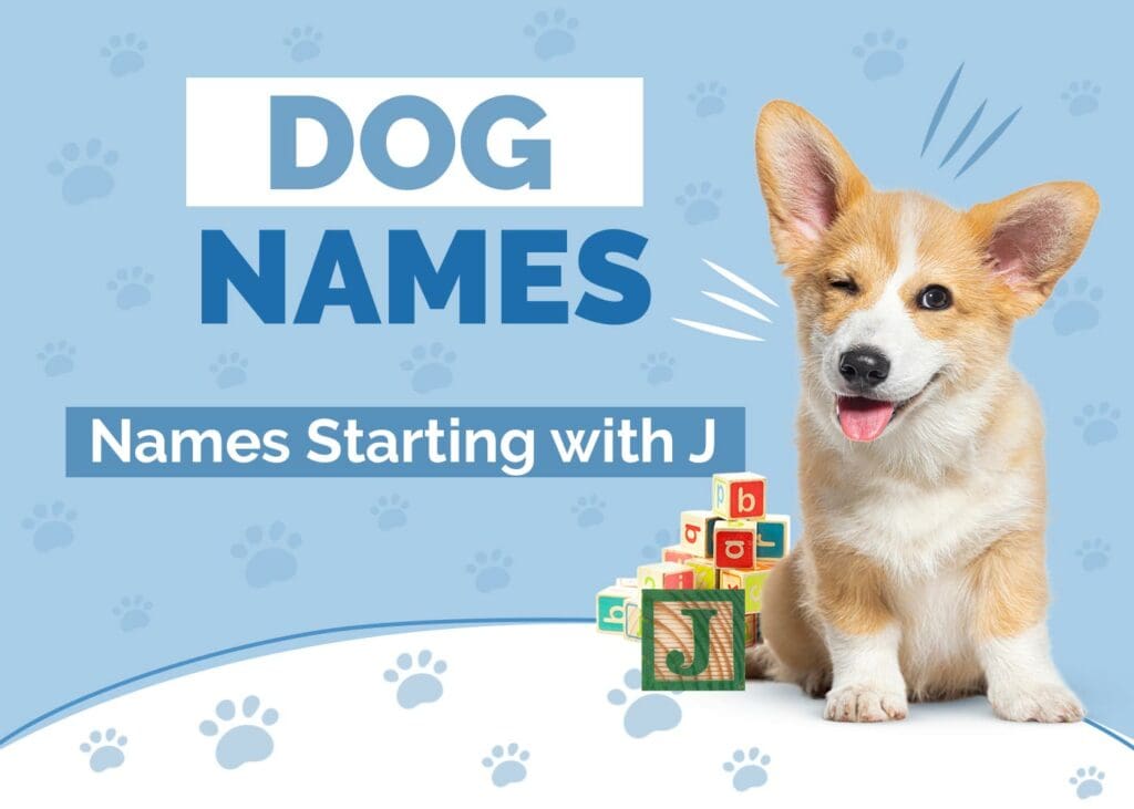 Dog Names Starting with J for Your Pup