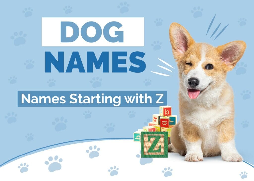 Dog Names Starting With Z for Your Pup (With Meaning)