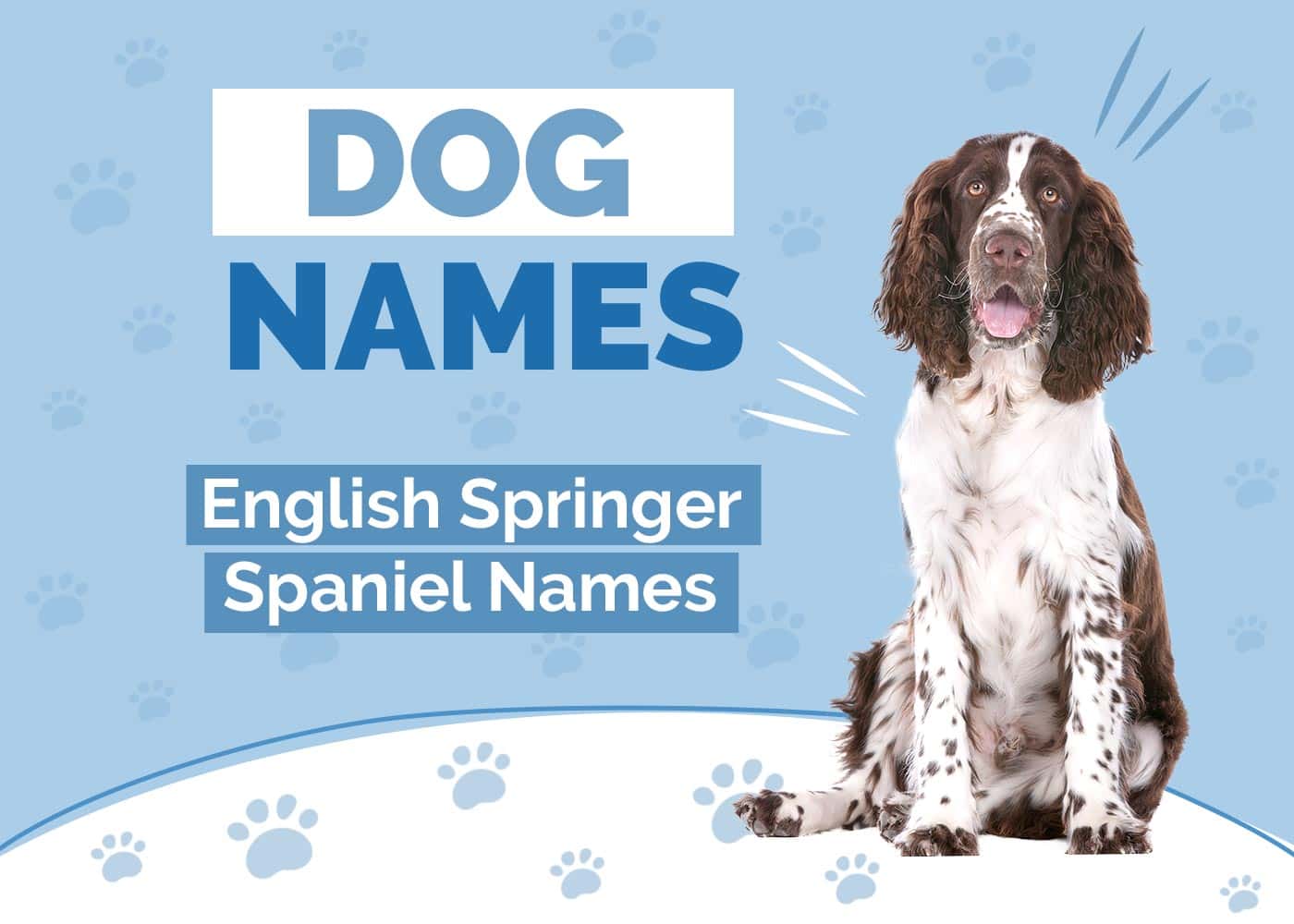 137 Amazing English Springer Spaniels Names Ideas For Sophisticated 137 Amazing English Springer Spaniels Names Ideas For Sophisticated