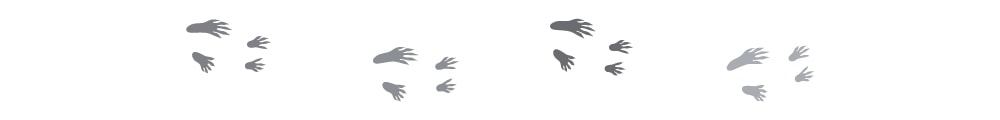Hepper_divider_rodent paw