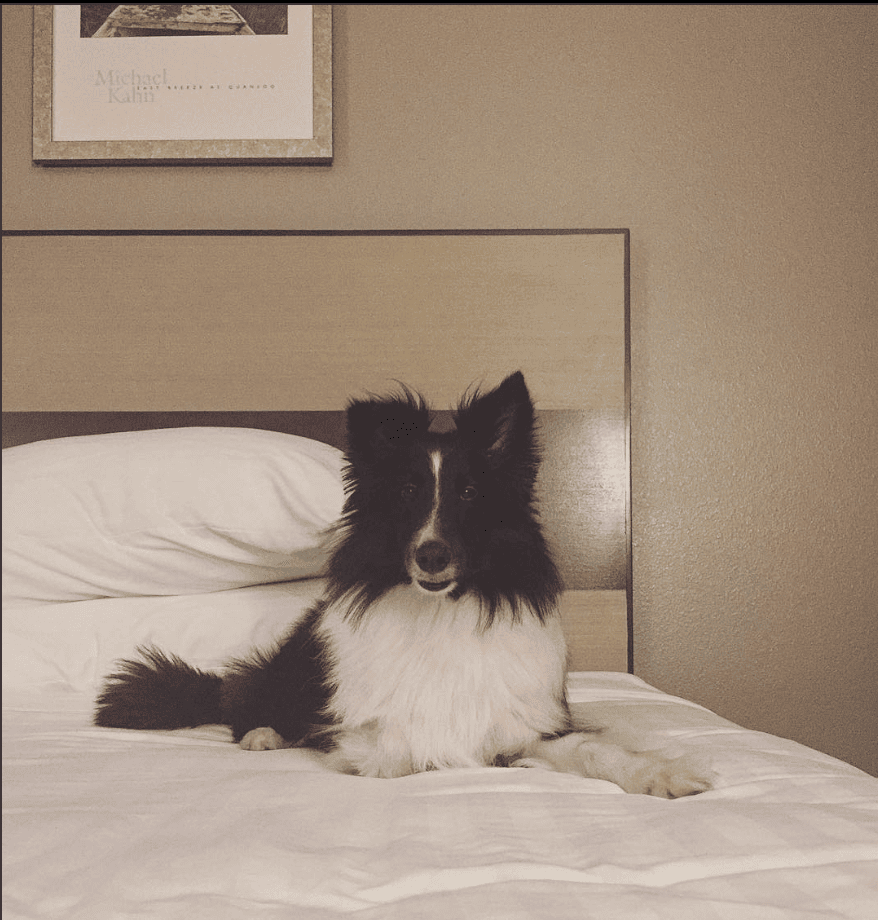 Hilltop Inn by Riversage_purse_cookie