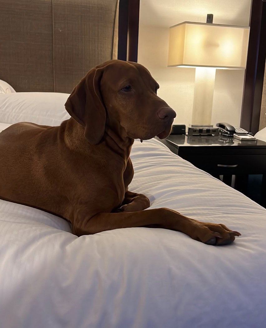 Hilton San Diego Airport Harbor Island_lanyandninathevizslas