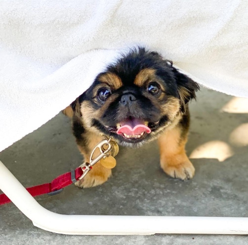 Holiday House Palm Spring