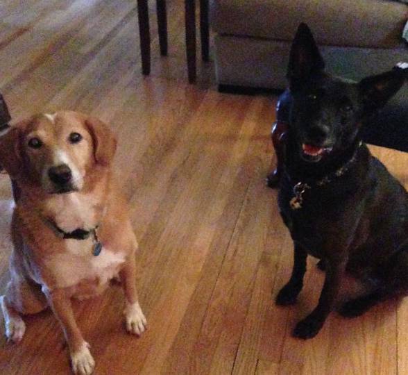 Homewood Suites by Hilton Mobile I-65_Airport Blvd.