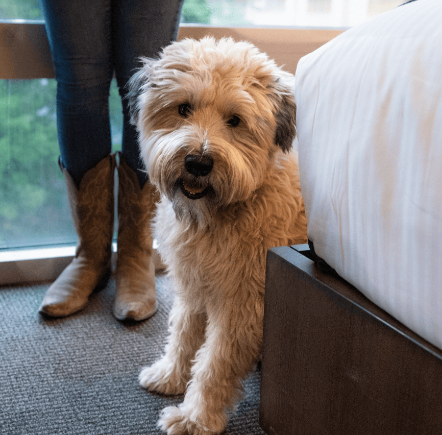 Hotel Contessa Suites on the Riverwalk_hotelcontessa