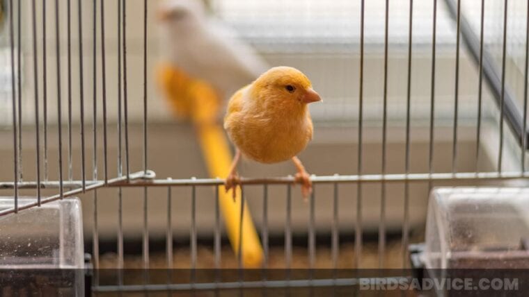 Picture of 5 DIY Parrot Cages You Can Make Today (With Pictures) | Hepper Pet ...