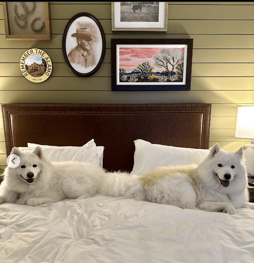 Hyatt Regency Hill Country Resort and Spa_freiya_the_samoyed