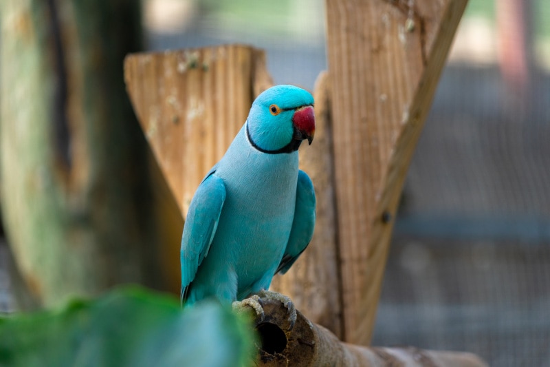 Indian Ring-Necked Parakeet bird perching on a log