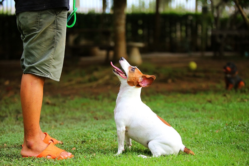 Jack Russell Terrier dog training