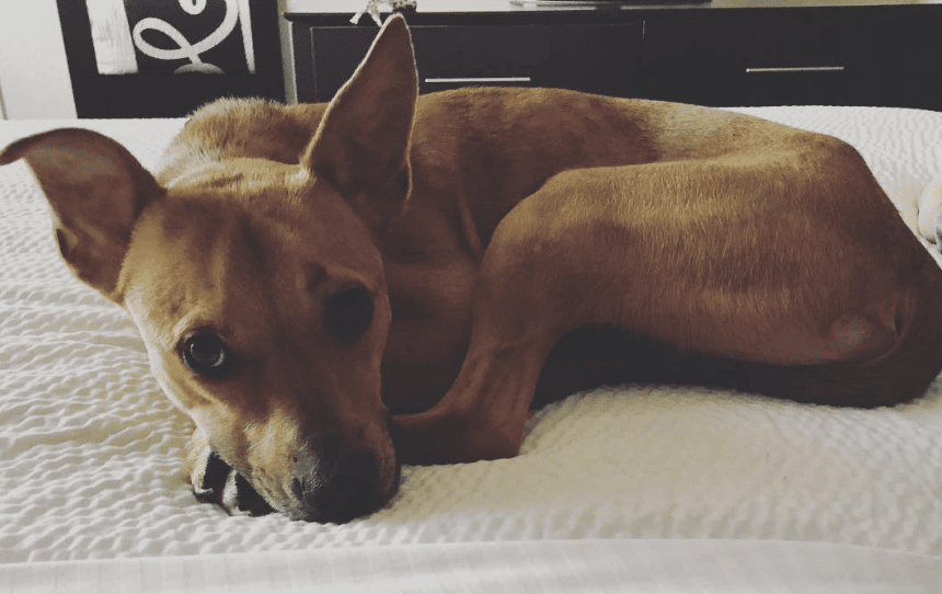 La Quinta Inn & Suites San Antonio Downtown_red_dog_travels